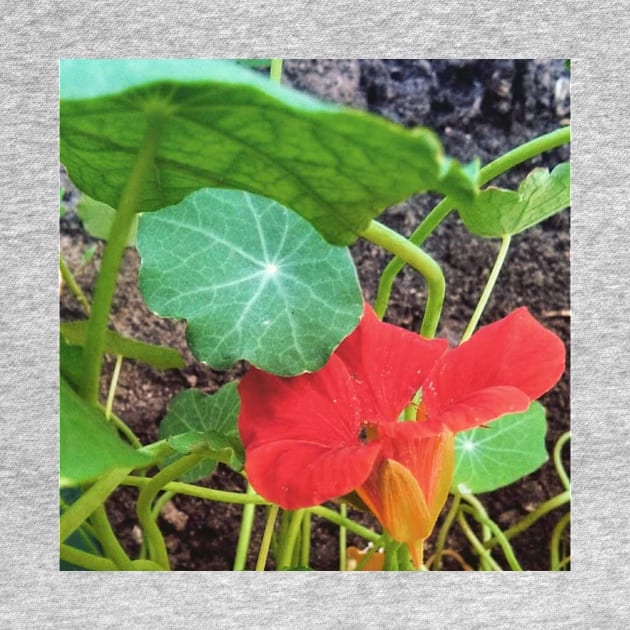 Nasturtium Empress of India by Hajarsdeco